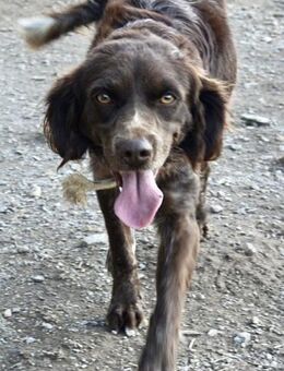 Die hübsche Robin sucht ein Zuhause - Arnsberg
