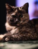 Persermixkätzchen in 48161