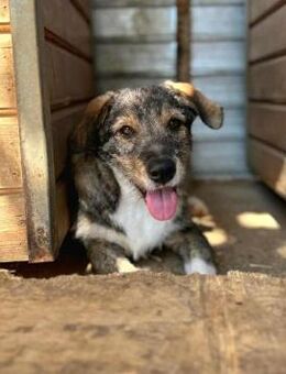 Ernie - freundlicher&fröhlicher Junghund - Löwenberger Land