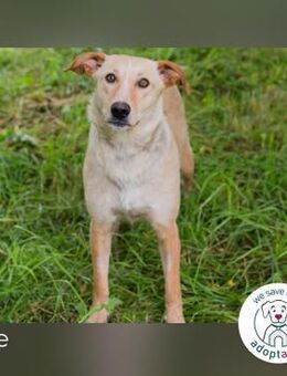 Zoe: sucht ein Zuhause - Kirchzell