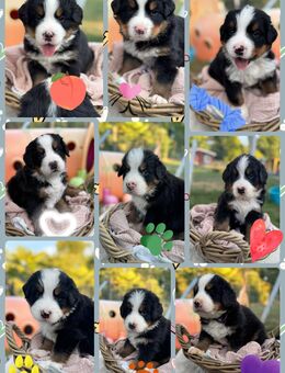 Berner Sennenhund Welpen mit Papieren - Herxheim (Landau)