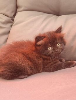 Zucker süße bkh kitten zum reservieren - Berlin Marzahn-Hellersdorf