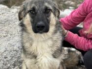 Oksana sucht ein Zuhause - München