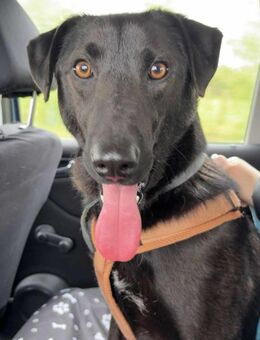 LINUS, unsicherer Schatz sucht Zuhause! - Koblenz