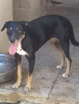 Gaia aus Kalabrien - Rieden (Rheinland-Pfalz)