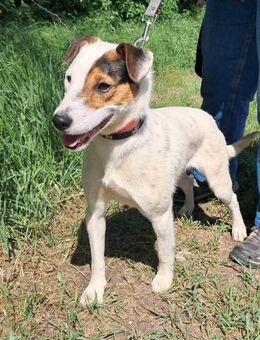 charmanter Jack Russell-Foxterrier Mix - Remagen