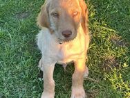 Doodle-Labrador Welpen - Hahausen
