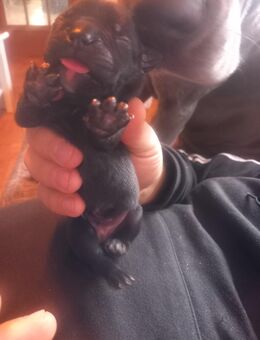 Mischlingswelpen - Heiden