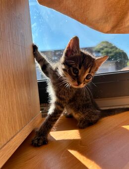 Cooper - Kater, Kitten abzugeben - Höchst (Odenwald)