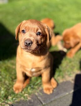 Labrador Foxred Welpen - Molbergen