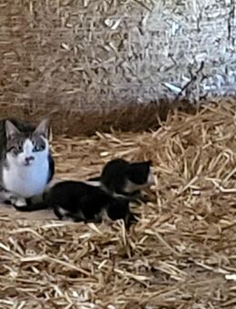 Katzenbabys abzugeben - Baesweiler