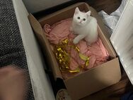 Zu verkaufen: Süßer und freundlicher Kater – 7 Monate alt - Mönchengladbach