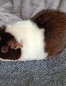 Meerschweinchen Weibchen US Teddy in 27570