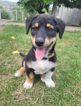 Izy toller verspielter kleiner Welpe - Hüllhorst