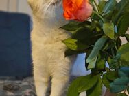 Britisch Kurzhaar Katze, 2 Jahre alt, abzugeben - Celle