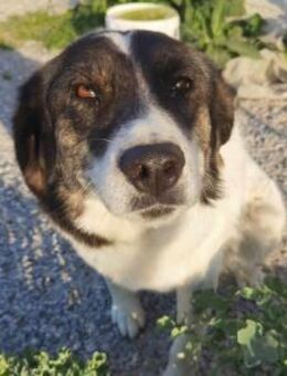 RITA - verspielt, lieb, selbstbewusst - Aerzen