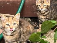 Kleine Kitten sucht neues zu Hause - Augsburg