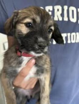 Samira sucht ihre Familie - Greifswald