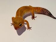 3x leopardgecko weibchen + Terrarium abzugeben - Möhlin