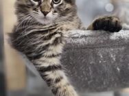 Kleine Maine Coon Schätze warten auf dich - Hamburg Wandsbek