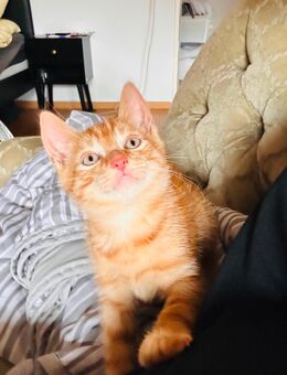 Katzenkitten abzugeben - Lohmar