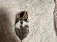 Hamster handzahm kleintiere - Schellerten