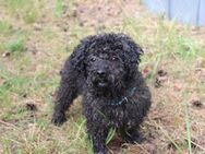 Kassandra, su. liebevolles Zuhause - Neuhausen (Spree)