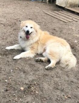 MIROSHA - sucht liebevolle Familie - Mainhardt