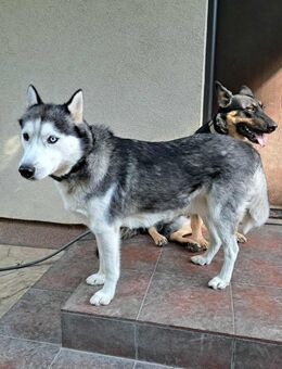 Rust, lieber Husky sucht neues Zuhause - Unterföhring