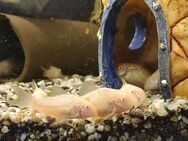 Panzerwels Corydoras aeneus Albino Aquarium Aquariumfische - Bleicherode