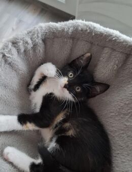 EKH Kitten/Kätzchen - Wesseling