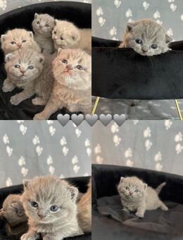 Wunderschöne Reinrassige BKH Kitten in Lilac & Blue - Villingen-Schwenningen