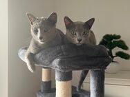Zwei liebe Russisch Blau Kater - Celle