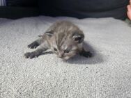 Bkh kitten - Marl (Nordrhein-Westfalen)