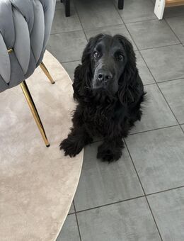 English Cocker Spaniel Rüde mit Ahnentafel abzugeben (nicht kastriert) - Bühl