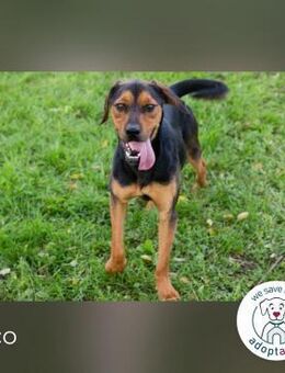 Rico findet er seinen Platz bei dir? - Kirchzell