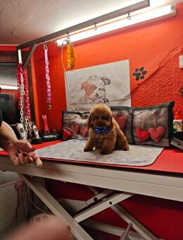 Kleine Toy Pudel Hündin asiatische Linie Farbe rot 2 J.4 Monate mit FCI Pap. - Mittweida