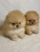 Mini Pomeranian Zwergspitz Welpen in 19079