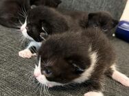 Baby Katzen zu verkaufen - Heidelberg