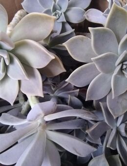 Kaktusartiges Dickblattgewächs mit Rosette: Ableger - Hannover