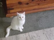 BKH Kitten - Kiel