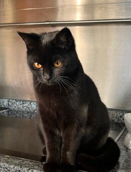 1x British Kurzhaar BKH-Mix, weibl 7 Monate Kitten - Kamp-Lintfort