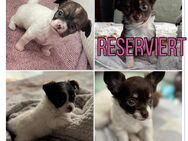 Reinrassige Langhaar Chihuahua - Berlin