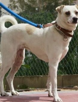 Coco, neugierig, menschenbezogen - Westerholt