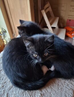 BKH-Mix-Kitten - Hasloh