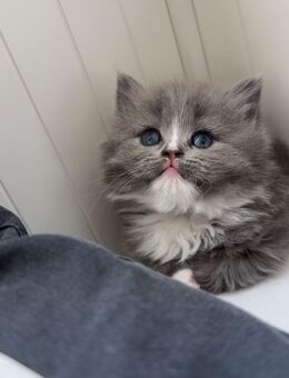 Britisch Langhaar Blue-White Kater 9 Wochen jung, traumhaft flauschig - Essen
