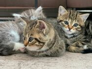 Zuckersüße Babykatzen - Köln