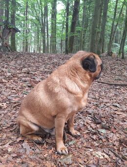 Mops - Berg (Neumarkt)