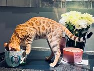 Liebevolles Zuhause für unsere Bengal-Katze „Stella“ gesucht - Ganderkesee