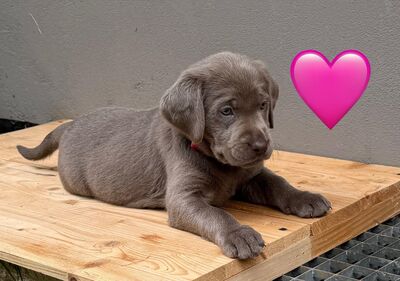 Reinrassige Labrador Welpen mit Ahnentafel